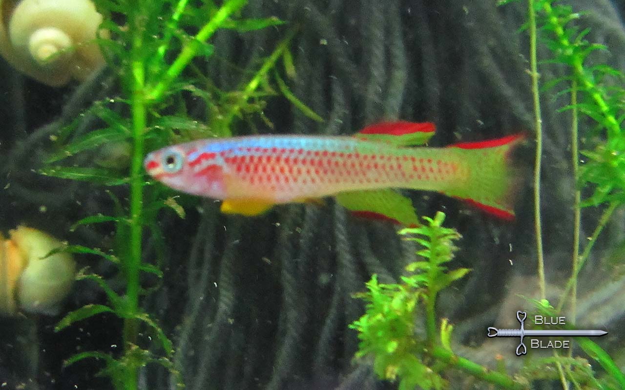 Killifish